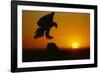 Golden Eagle Silhouette at Sunrise-W. Perry Conway-Framed Photographic Print