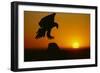 Golden Eagle Silhouette at Sunrise-W. Perry Conway-Framed Photographic Print