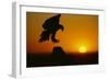 Golden Eagle Silhouette at Sunrise-W. Perry Conway-Framed Photographic Print