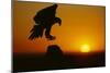 Golden Eagle Silhouette at Sunrise-W. Perry Conway-Mounted Photographic Print