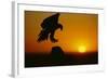 Golden Eagle Silhouette at Sunrise-W. Perry Conway-Framed Photographic Print