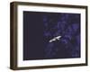 Golden Eagle Soaring Across Blue Sky in Idaho Primitive Area-John Dominis-Framed Photographic Print