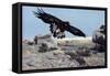 Golden Eagle with Prairie Dog-W. Perry Conway-Framed Stretched Canvas