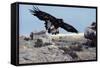 Golden Eagle with Prairie Dog-W. Perry Conway-Framed Stretched Canvas