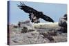 Golden Eagle with Prairie Dog-W. Perry Conway-Stretched Canvas