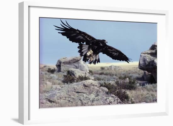 Golden Eagle with Prairie Dog-W. Perry Conway-Framed Photographic Print