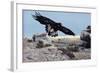 Golden Eagle with Prairie Dog-W. Perry Conway-Framed Photographic Print