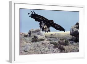 Golden Eagle with Prairie Dog-W. Perry Conway-Framed Photographic Print