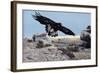 Golden Eagle with Prairie Dog-W. Perry Conway-Framed Photographic Print