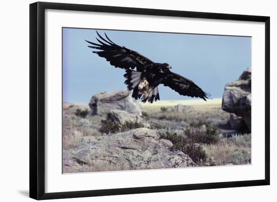 Golden Eagle with Prairie Dog-W. Perry Conway-Framed Photographic Print