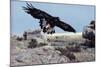 Golden Eagle with Prairie Dog-W. Perry Conway-Mounted Photographic Print