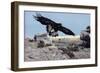 Golden Eagle with Prairie Dog-W. Perry Conway-Framed Photographic Print