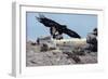 Golden Eagle with Prairie Dog-W. Perry Conway-Framed Photographic Print