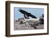 Golden Eagle with Prairie Dog-W. Perry Conway-Framed Photographic Print