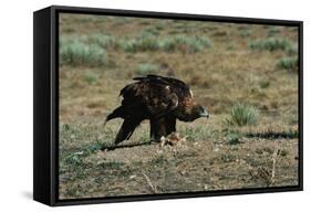 Golden Eagle with Prey-W. Perry Conway-Framed Stretched Canvas