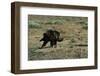 Golden Eagle with Prey-W. Perry Conway-Framed Photographic Print