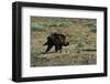 Golden Eagle with Prey-W. Perry Conway-Framed Photographic Print