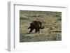 Golden Eagle with Prey-W. Perry Conway-Framed Photographic Print