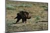 Golden Eagle with Prey-W. Perry Conway-Mounted Photographic Print