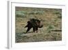 Golden Eagle with Prey-W. Perry Conway-Framed Photographic Print