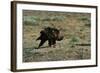 Golden Eagle with Prey-W. Perry Conway-Framed Photographic Print