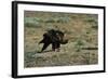 Golden Eagle with Prey-W. Perry Conway-Framed Photographic Print