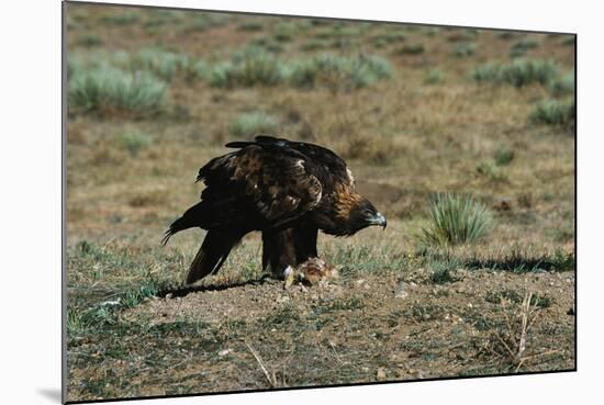 Golden Eagle with Prey-W. Perry Conway-Mounted Photographic Print