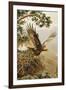 Golden Eagle with Young, Aviemore-John Cyril Harrison-Framed Giclee Print