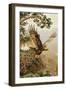 Golden Eagle with Young, Aviemore-John Cyril Harrison-Framed Giclee Print