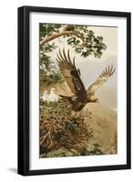 Golden Eagle with Young, Aviemore-John Cyril Harrison-Framed Giclee Print