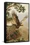 Golden Eagle with Young, Aviemore-John Cyril Harrison-Framed Stretched Canvas