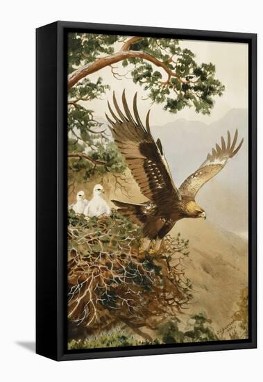 Golden Eagle with Young, Aviemore-John Cyril Harrison-Framed Stretched Canvas