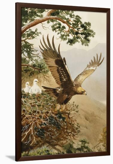 Golden Eagle with Young, Aviemore-John Cyril Harrison-Framed Giclee Print