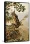 Golden Eagle with Young, Aviemore-John Cyril Harrison-Framed Stretched Canvas