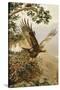 Golden Eagle with Young, Aviemore-John Cyril Harrison-Stretched Canvas
