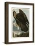 Golden Eagle-John James Audubon-Framed Art Print