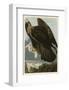 Golden Eagle-John James Audubon-Framed Art Print