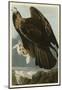 Golden Eagle-John James Audubon-Mounted Art Print