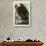 Golden Eagle-John James Audubon-Giclee Print displayed on a wall