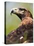 Golden Eagle-Denise Swanson-Stretched Canvas