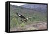 Golden Eagle-null-Framed Stretched Canvas