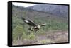 Golden Eagle-null-Framed Stretched Canvas