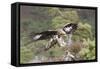 Golden Eagle-null-Framed Stretched Canvas