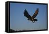 Golden Eagle-W. Perry Conway-Framed Stretched Canvas