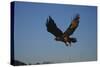 Golden Eagle-W. Perry Conway-Stretched Canvas