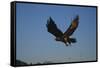 Golden Eagle-W. Perry Conway-Framed Stretched Canvas