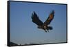 Golden Eagle-W. Perry Conway-Framed Stretched Canvas