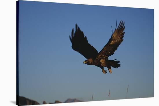 Golden Eagle-W. Perry Conway-Stretched Canvas