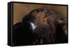 Golden Eagle-W. Perry Conway-Framed Stretched Canvas