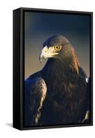 Golden Eagle-W^ Perry Conway-Framed Stretched Canvas